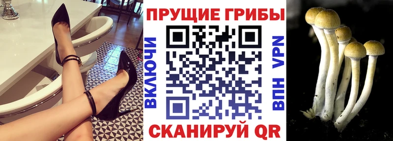 Псилоцибиновые грибы прущие грибы  Неман 